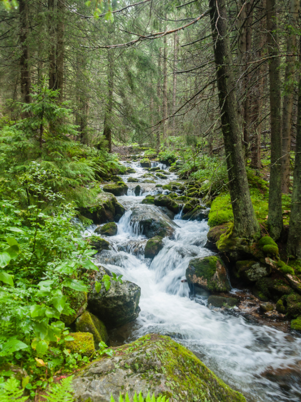 The Connection Between Hydration and Mental Health